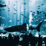 How “Shark Tank” Revealed the Difference Between Gross Profit Margin and Net Profit Margin